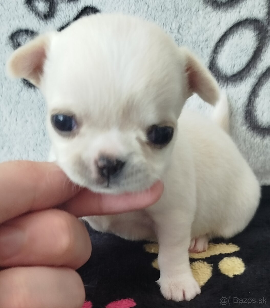 Čivava mini psík krátkosrstý - 7