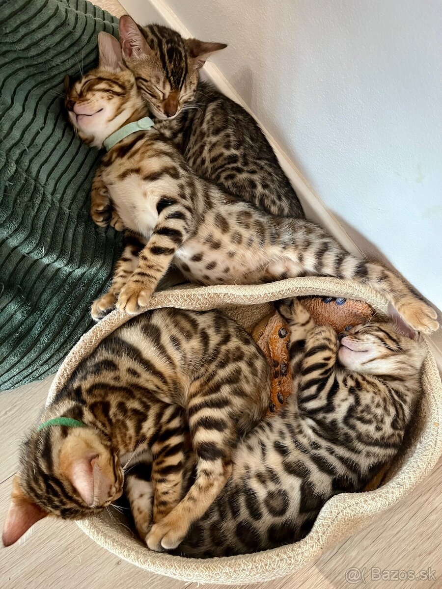 Bengálska mačka s PP - 7