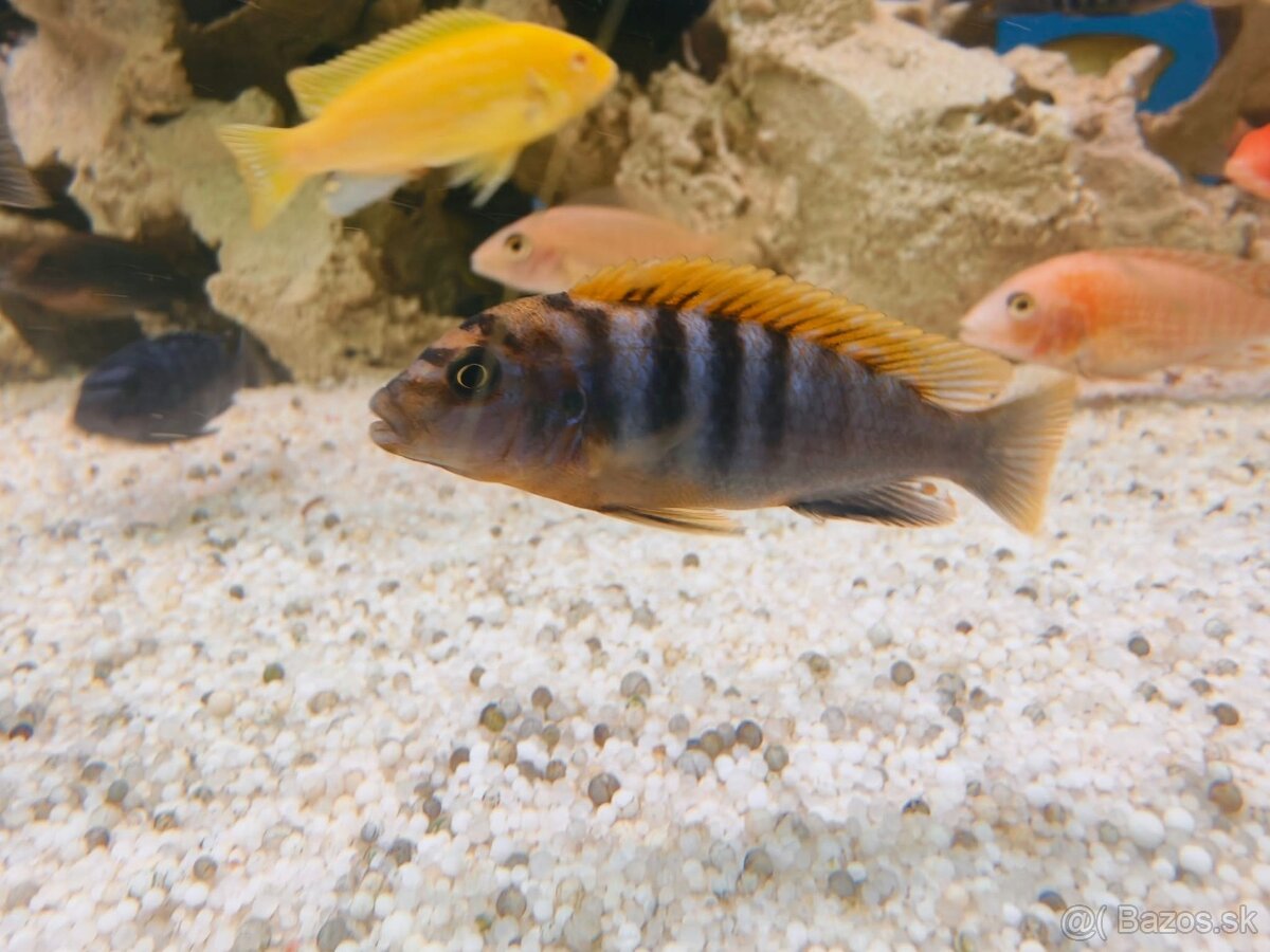 Africke cichlidy - 7