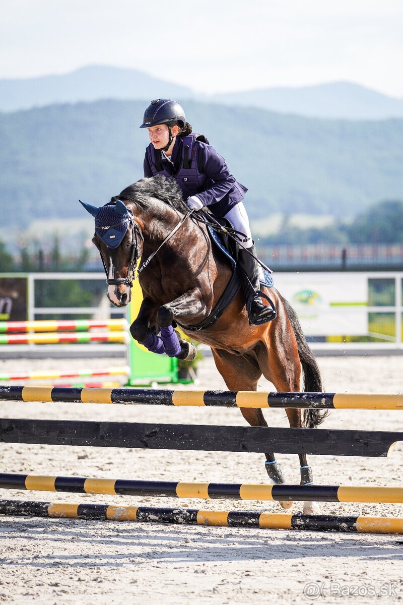 Skúsený pony B (146 cm) do drezúry, aj do parkúru - 7