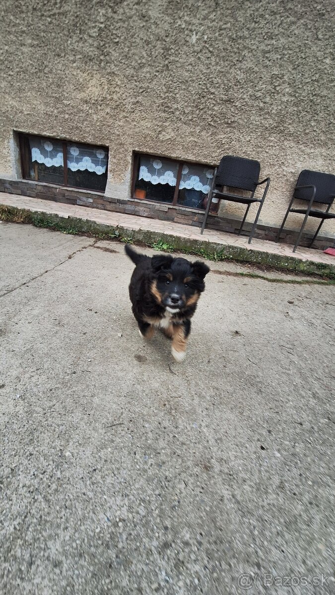 Darujem šteniatko - 7