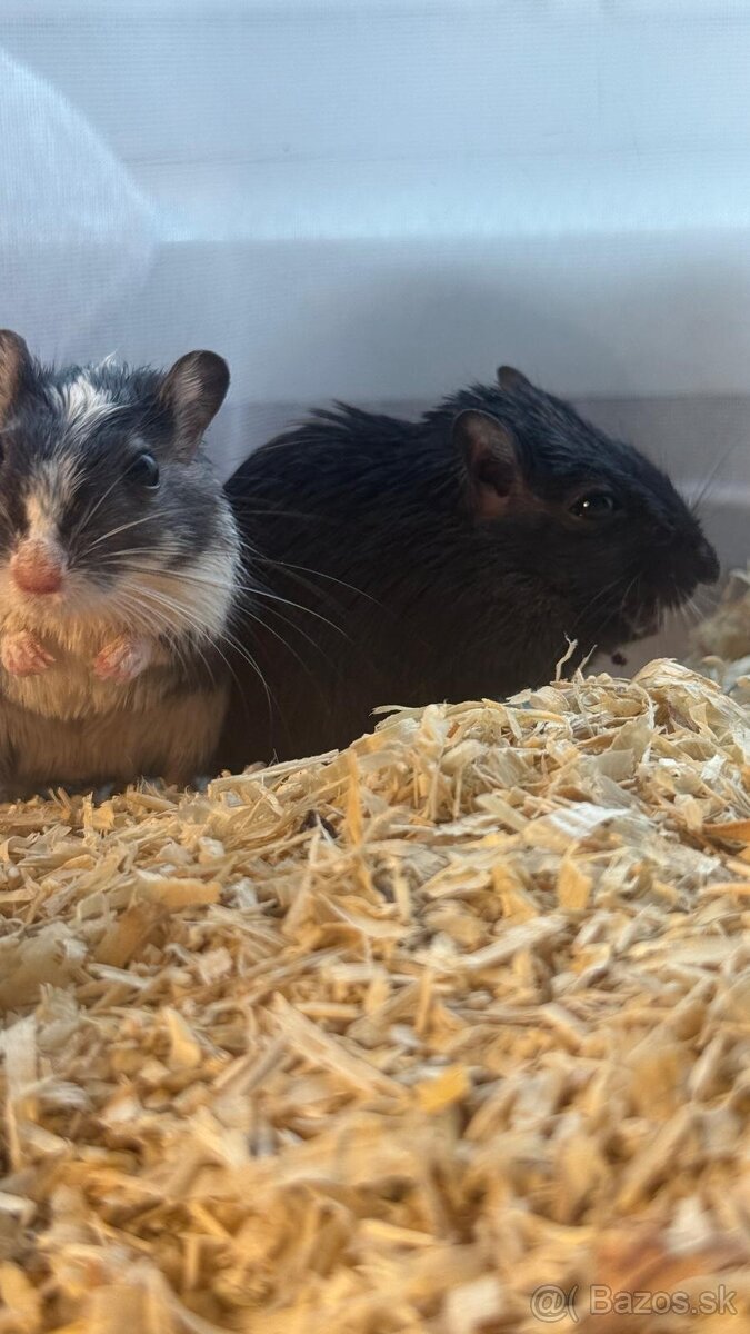 Darujem pieskomilov - 7