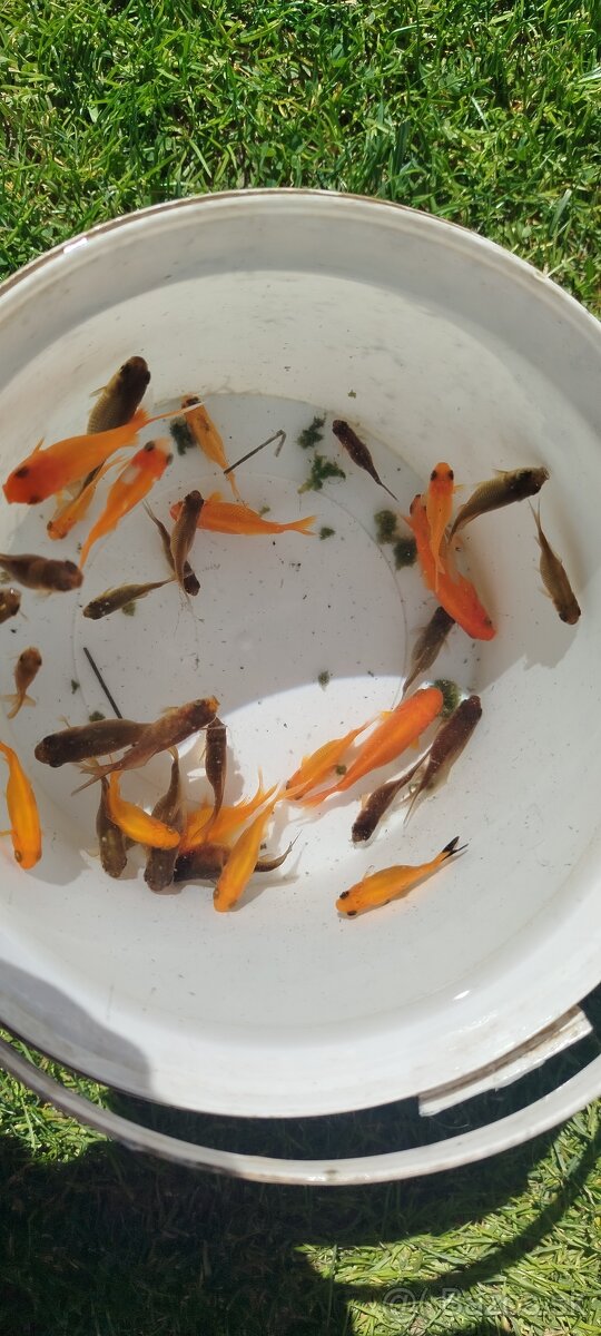 Jazierkové ryby,rybky,rybičky - 7