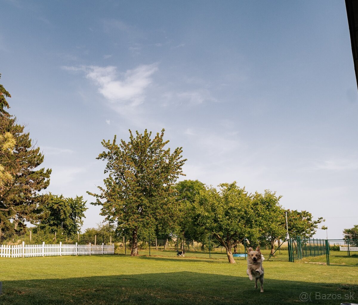 Predám svoje „dieťa“ – psí hotel Pes na dovolenke + dom, 30 - 7