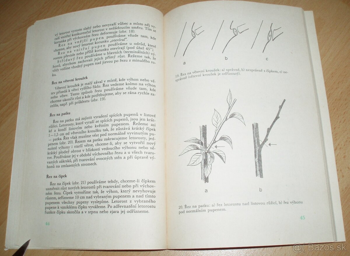 ez ovoných dřevin - 7