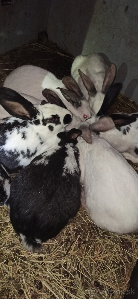 Predám 4 mesačne mladé krížence - 7