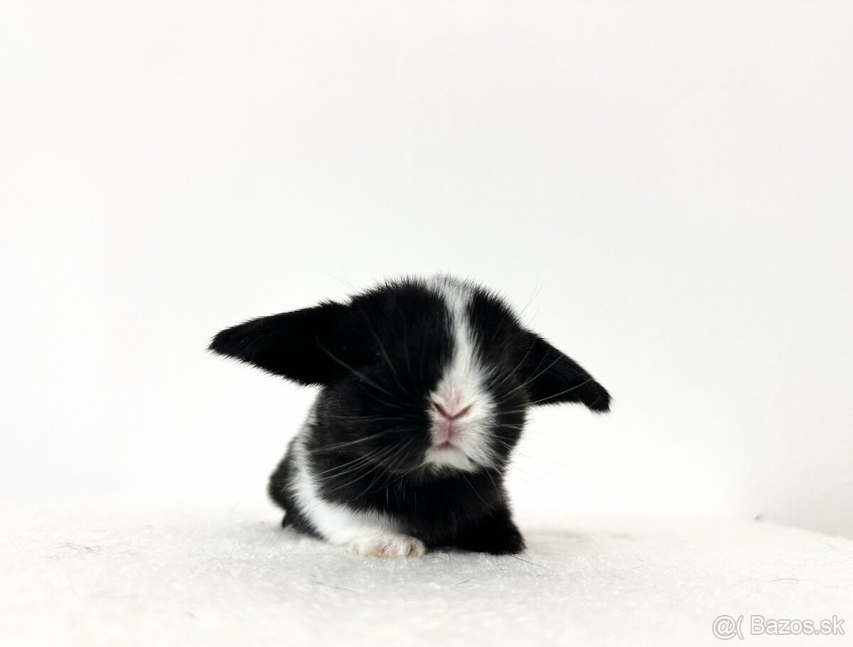 🐰🩷Minilop 🩷🐰 - 7
