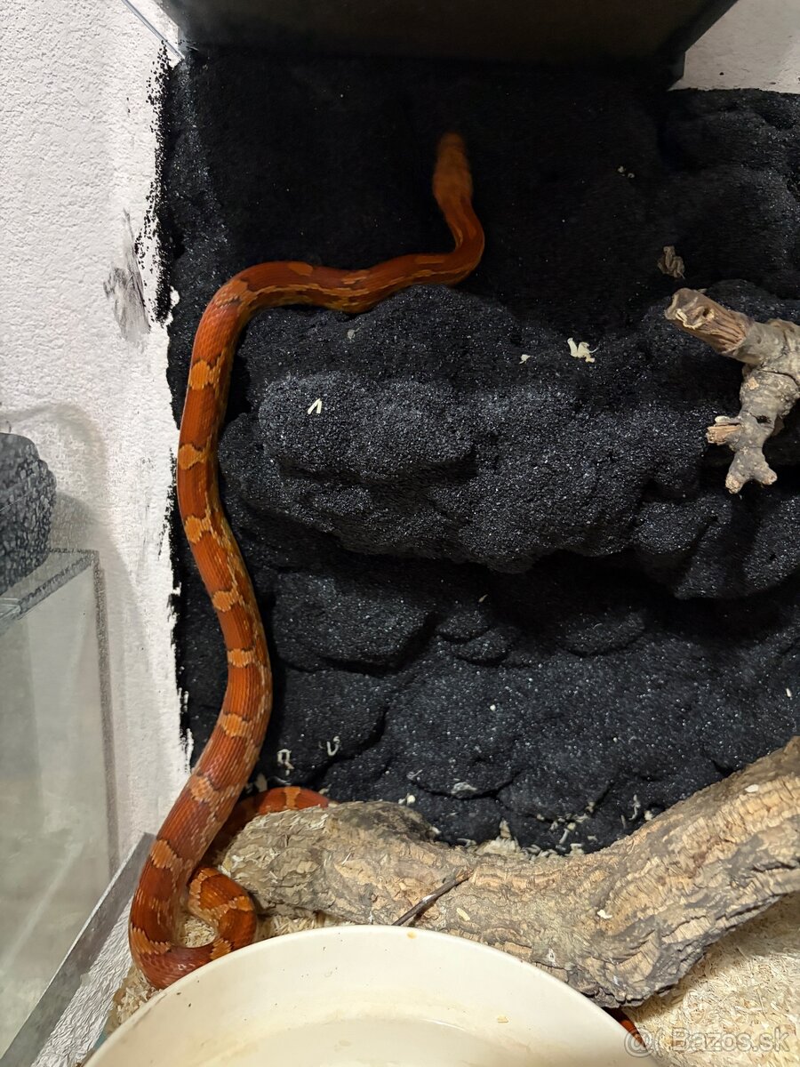 Užovka červena - 1.1 chovny pár 2023 znižena cena - 7