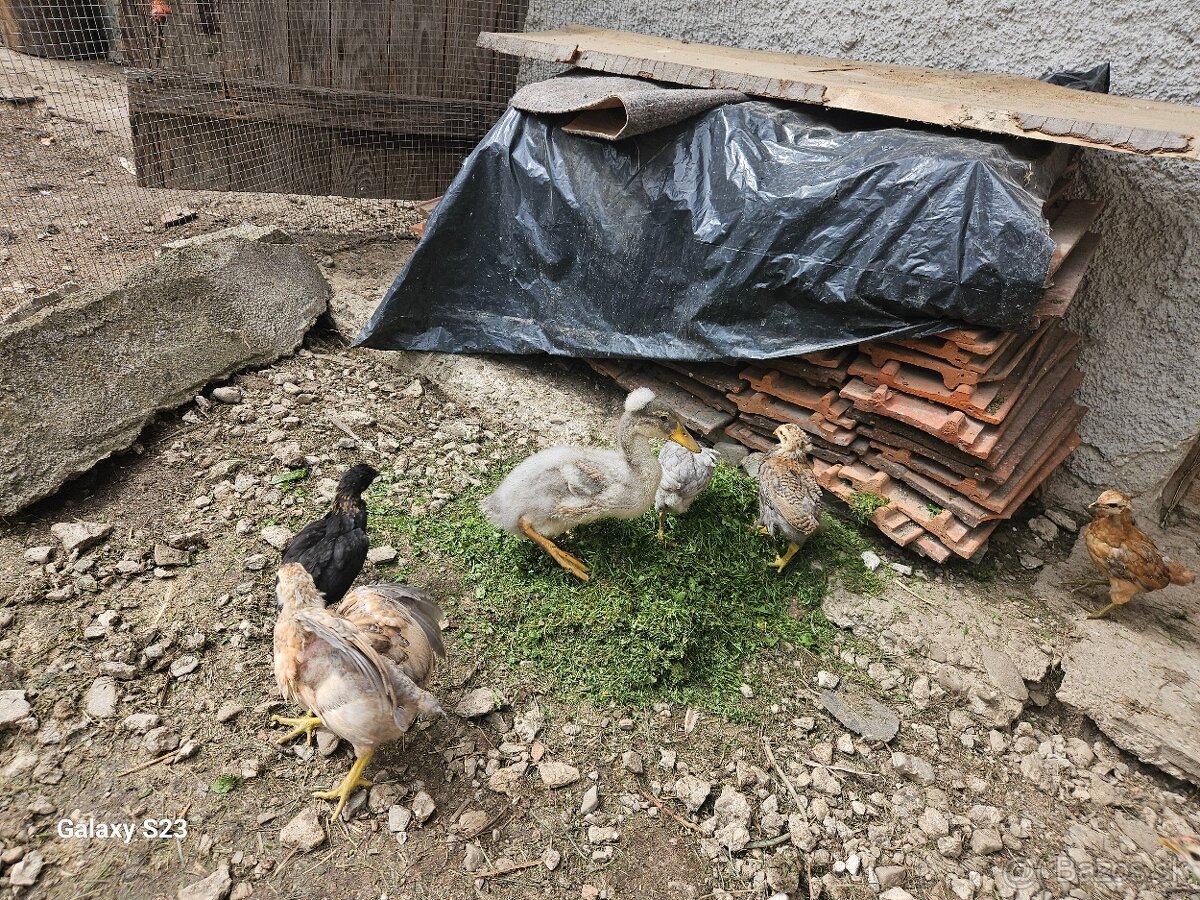 Predám nasadové vajíčka araucana - 7