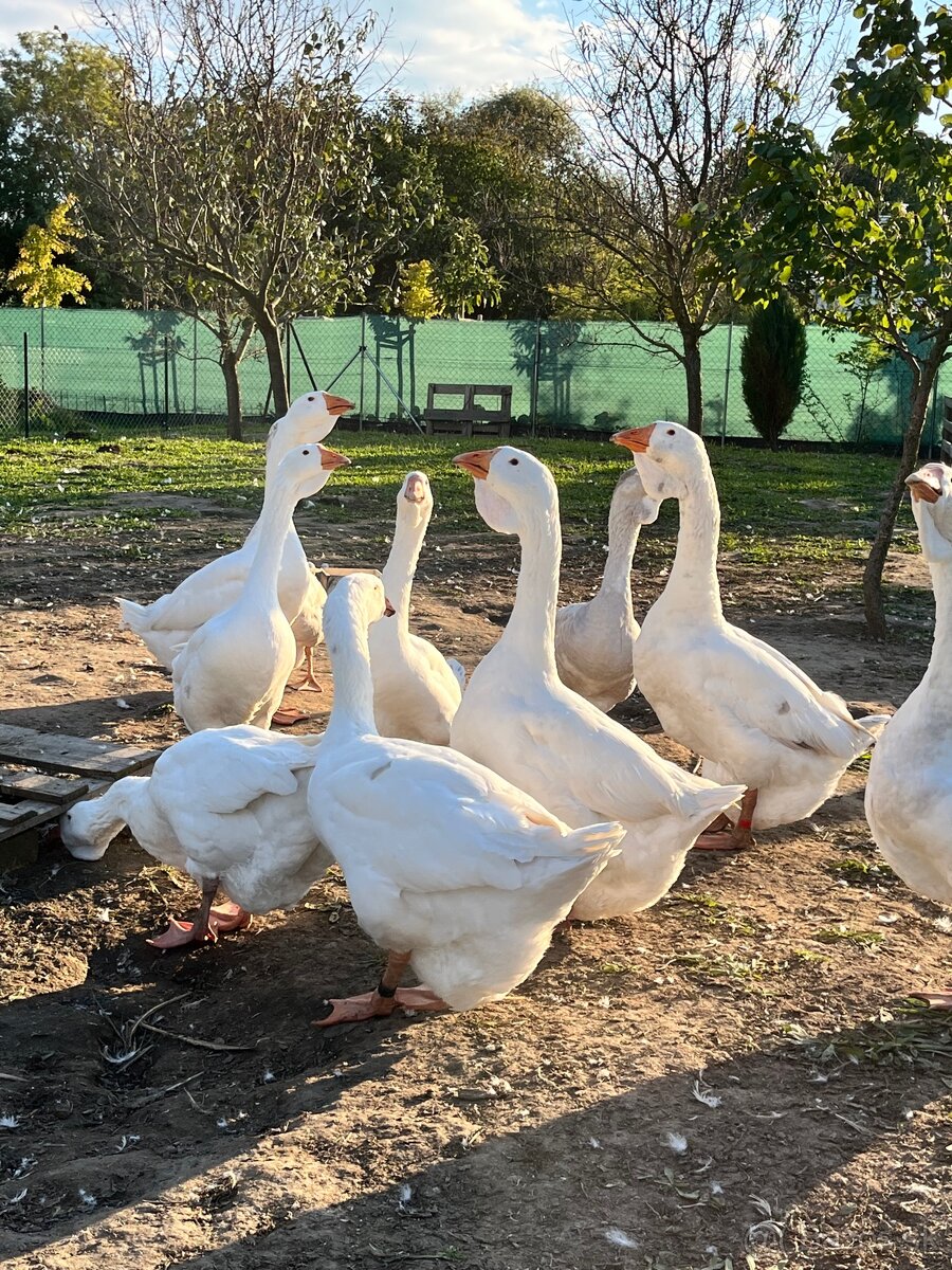 Cholmogorské husi - 7