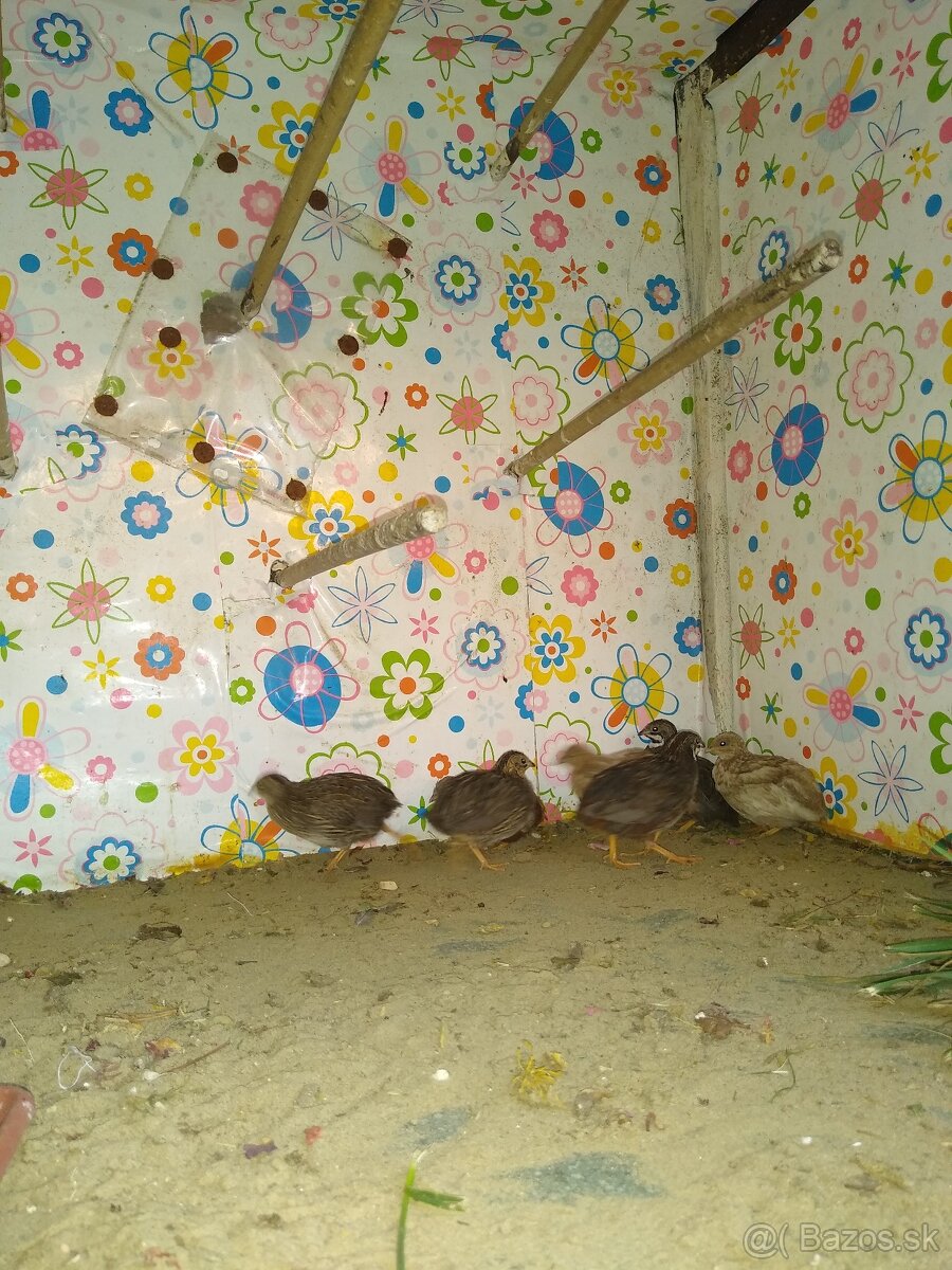 Predám prepelice čínske.. - 7