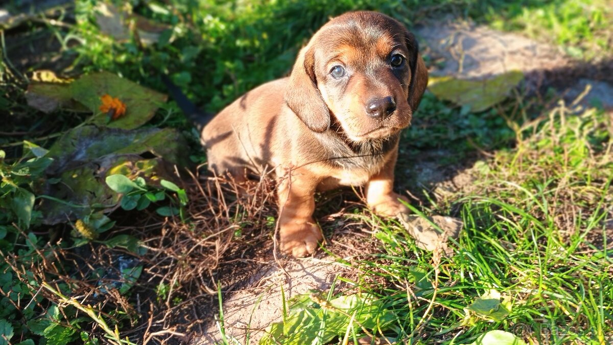 Jazvečík trpasličí šteniatka - 7