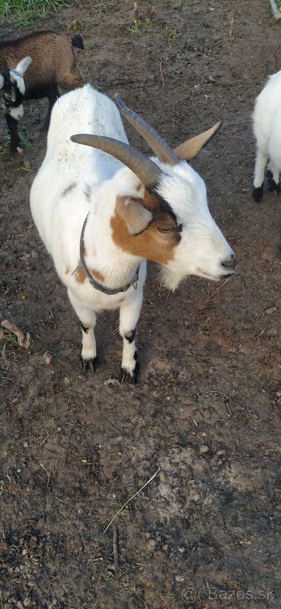 Predám mini kozu s dvomi malými capkami - 7