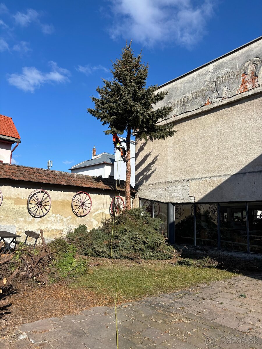 Rizikové výruby stromov - 7