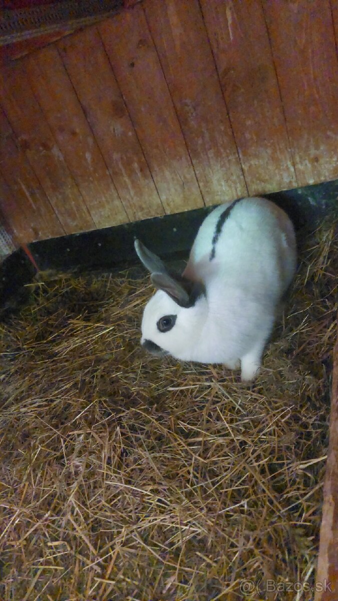 Králiky do chovu - 7
