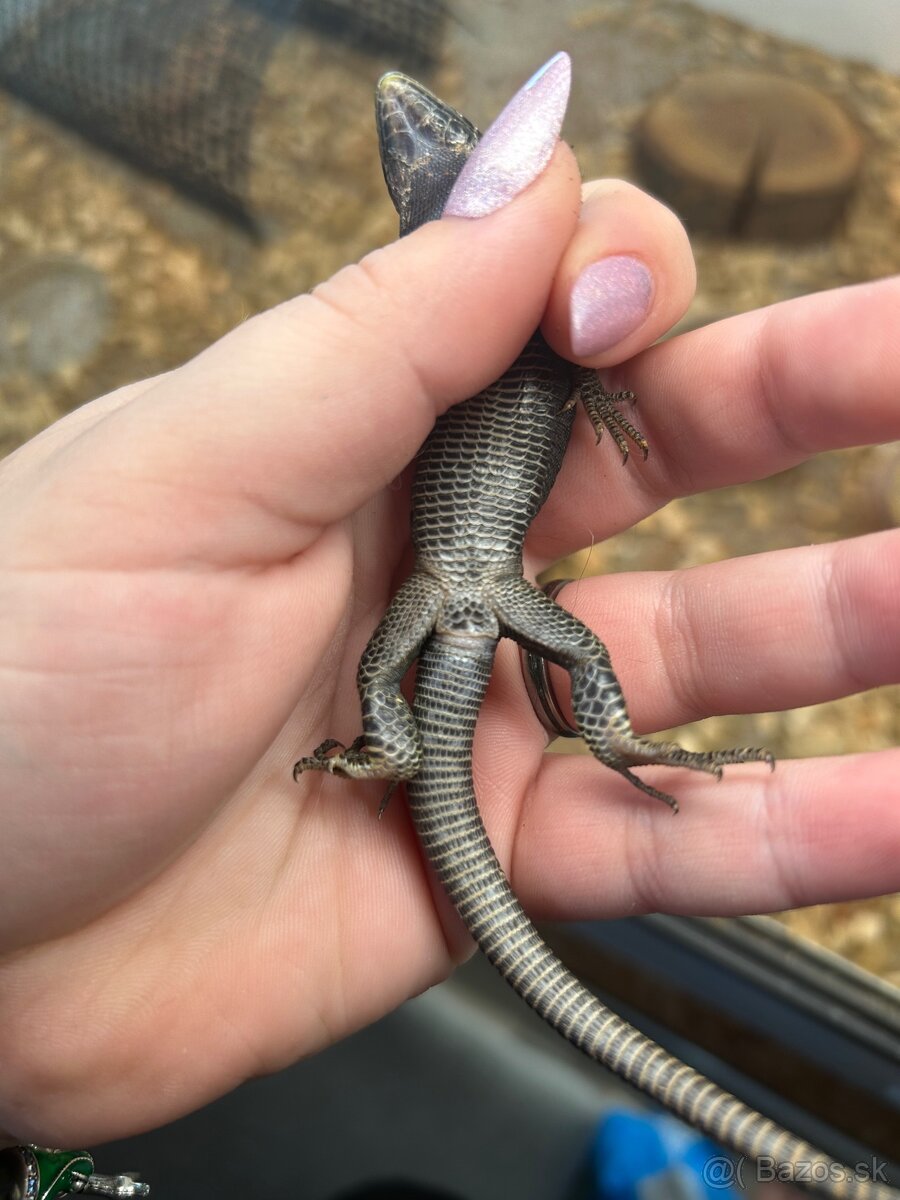 Timon Lepidus Melanistic 1.2 - 7