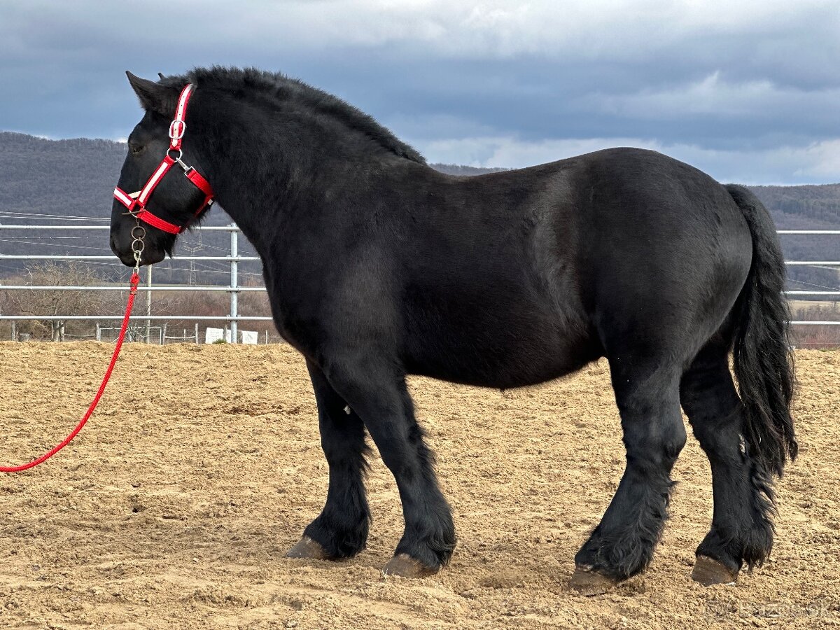 Ťažný kôň na predaj - Valach - 7