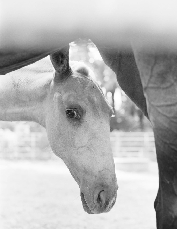 Lusitano klisna - 7