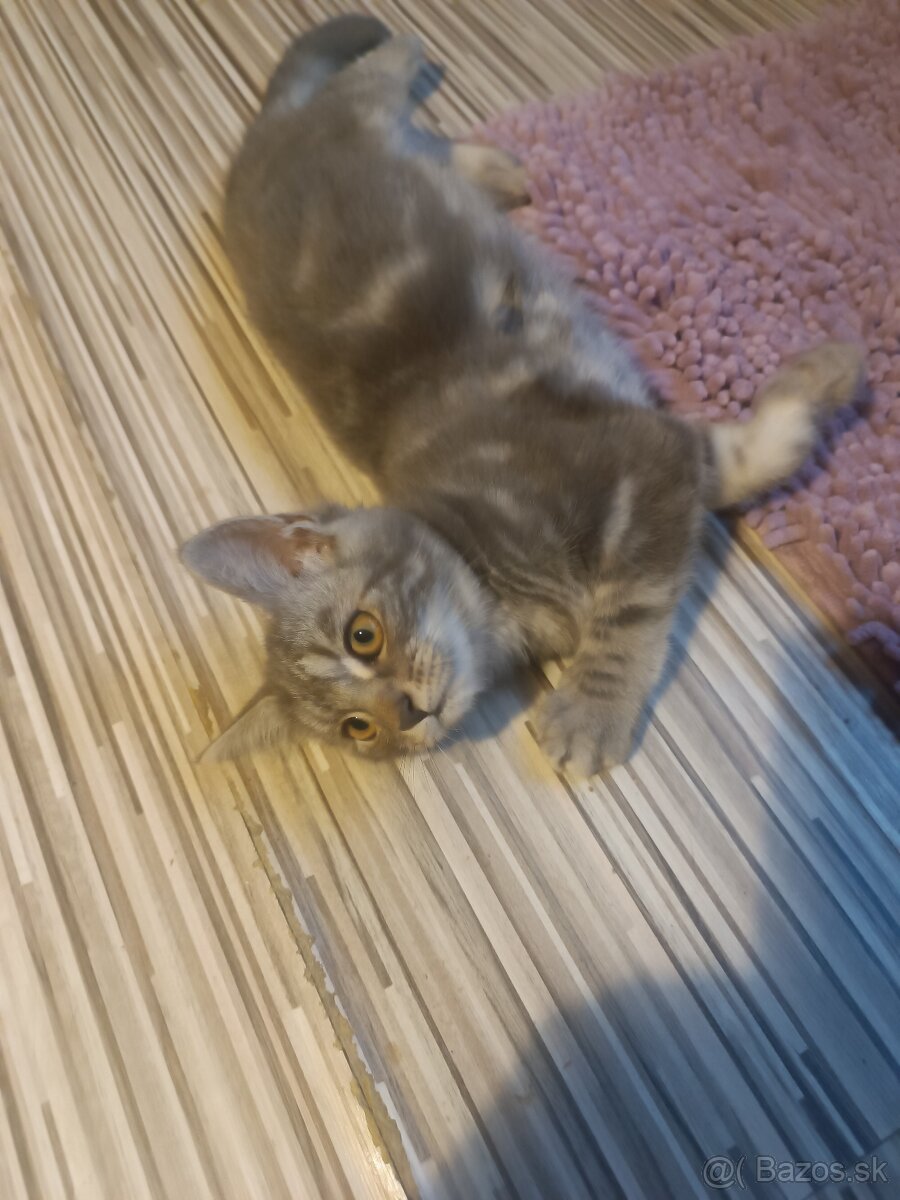 Britske maciatka - 7