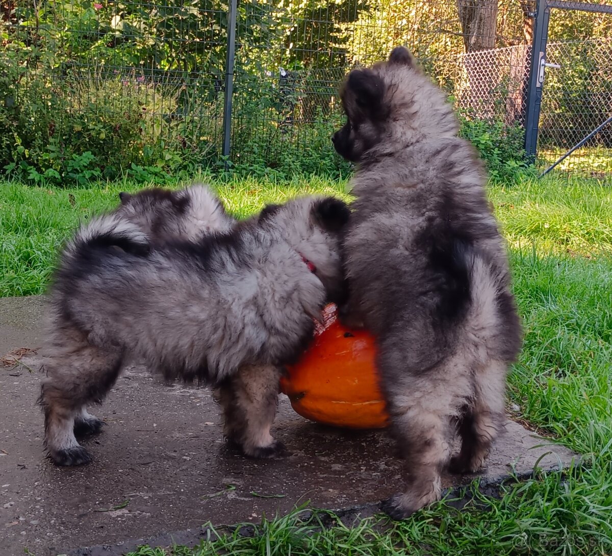 Německý špic vlčí prodám štěňata s PP - 7