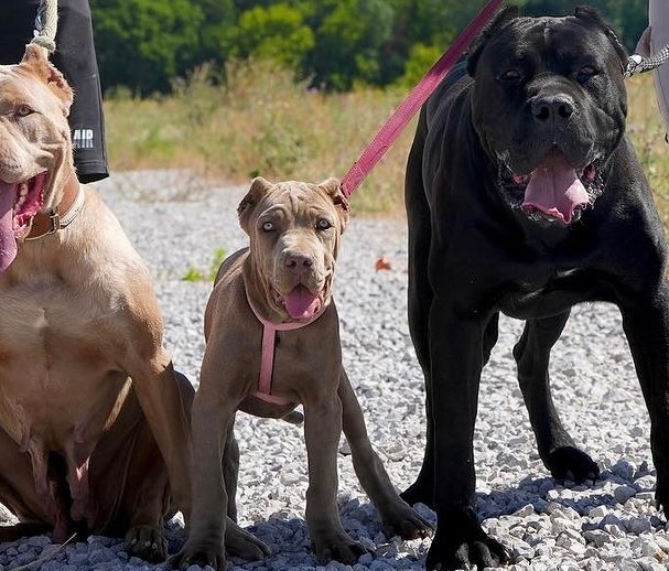 Bandog, cane corso, presa, doga, pitbull - 7