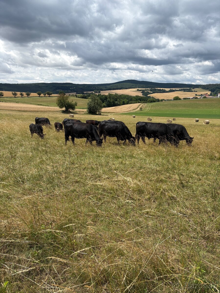 Aberdeen Angus - 7
