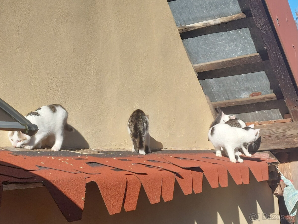 Podarujem mačiatka - 7