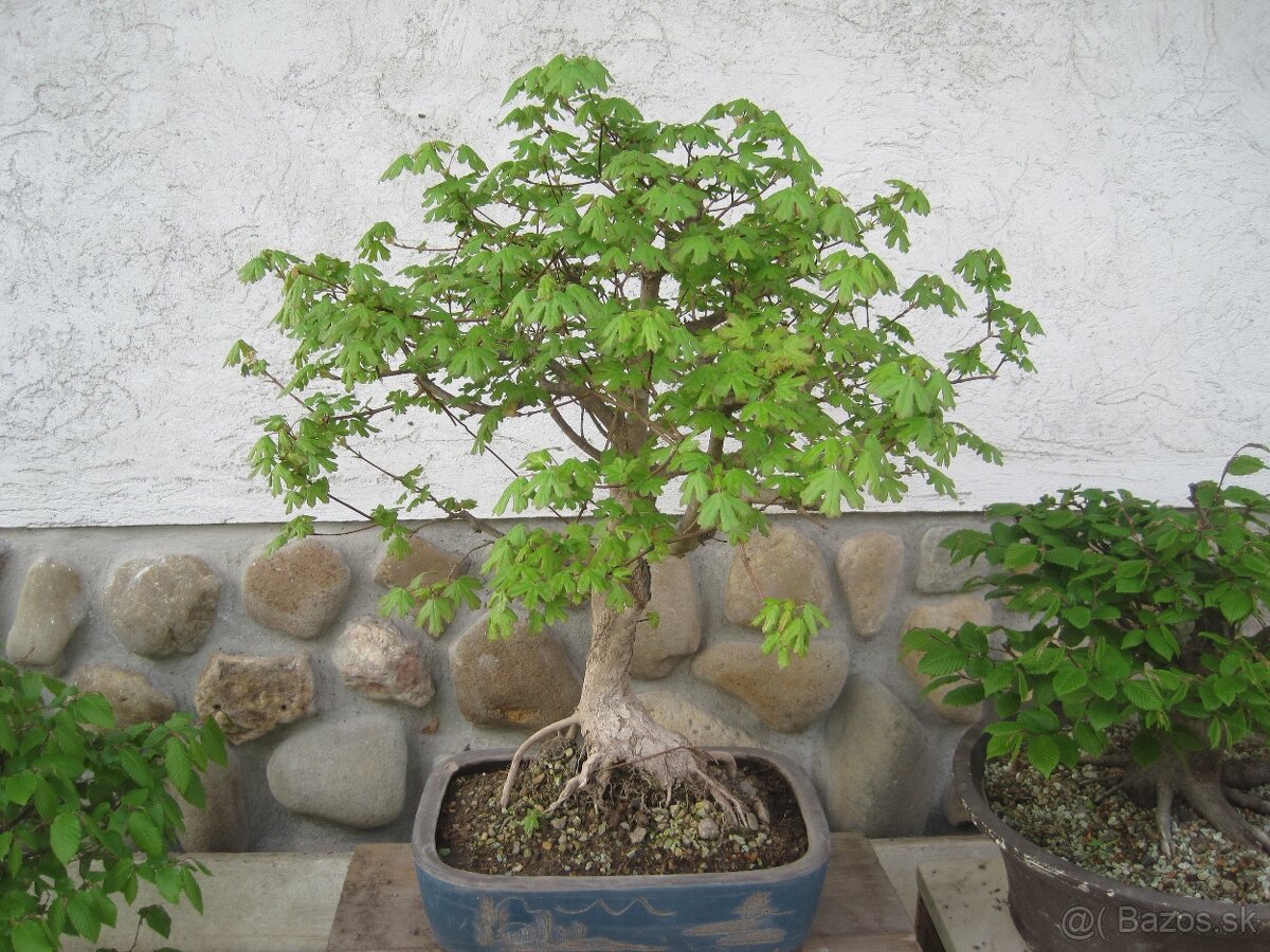 bonsai,bonsaj-hrab 7 - 7