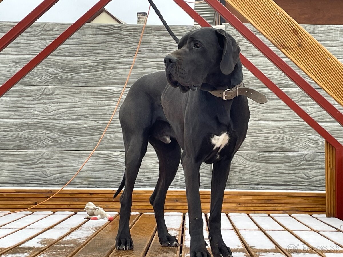 Nemecká doga čierna - KRYTIE - 7