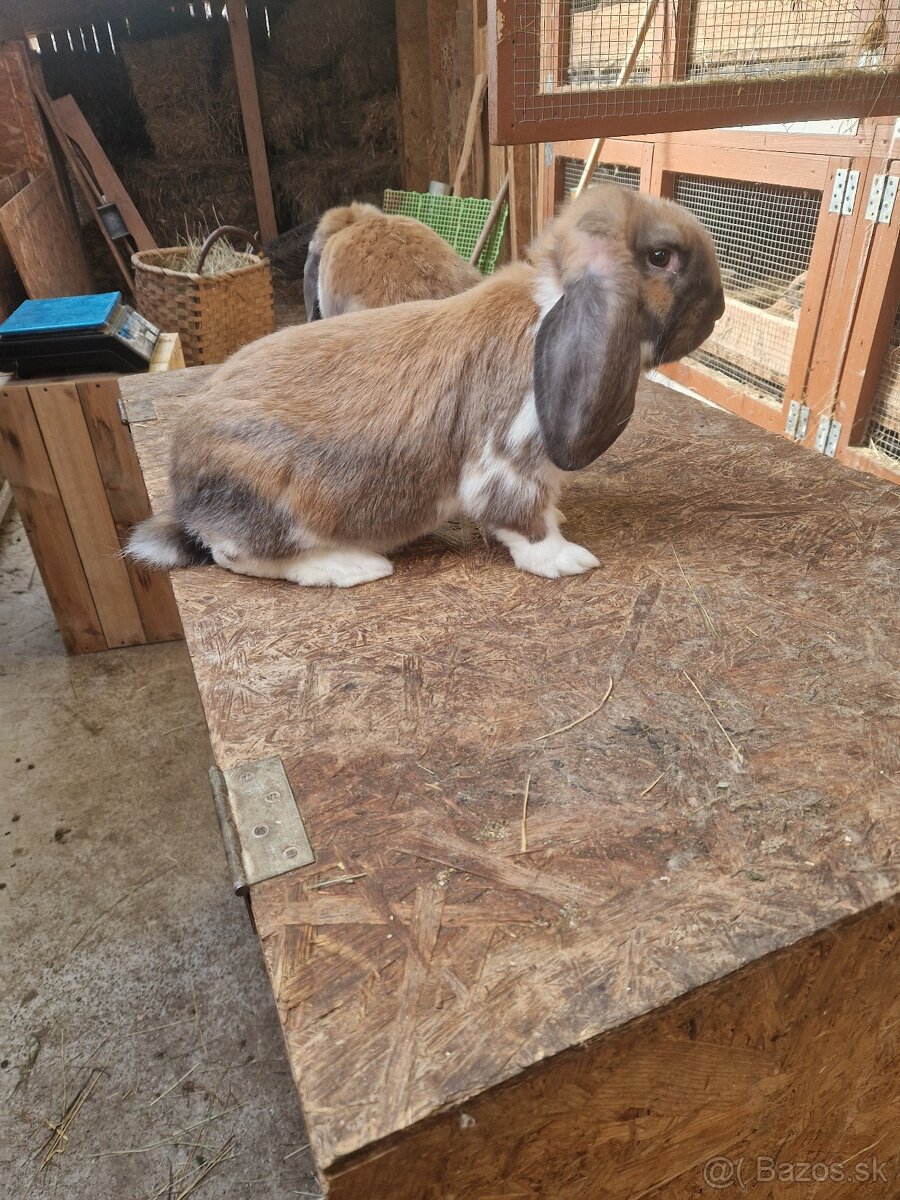 Francúzsky baran - 7