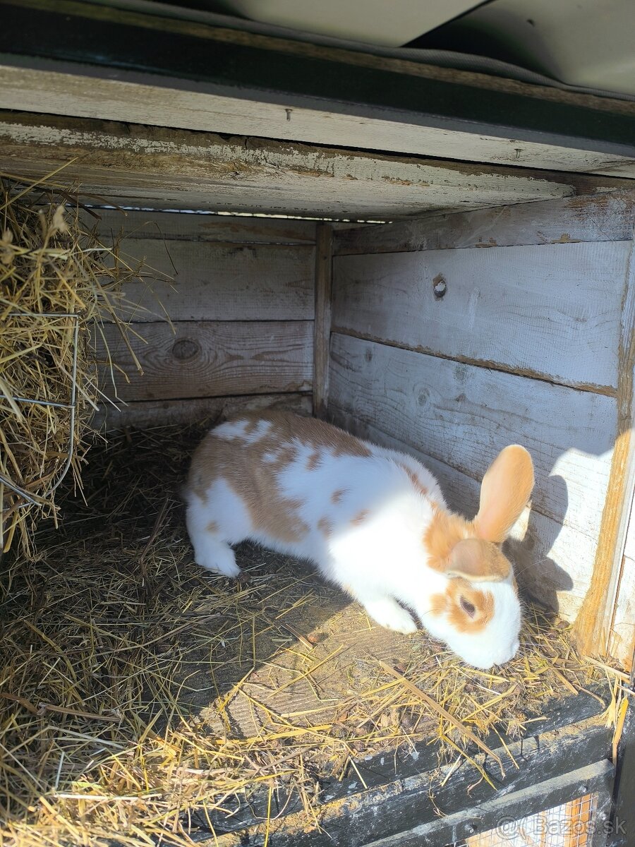 Králiky - 7