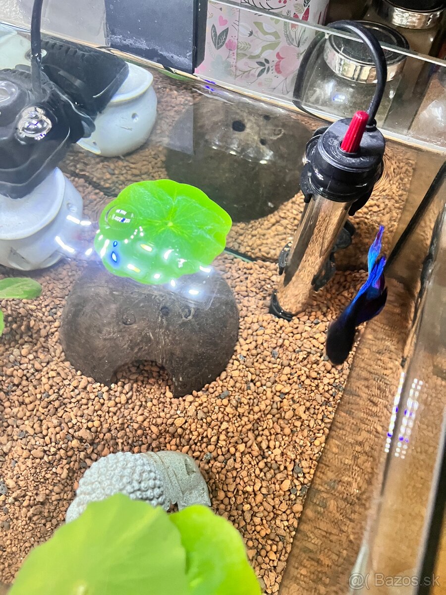 Zariadené Akvárium s bettou bojovnicou - 7