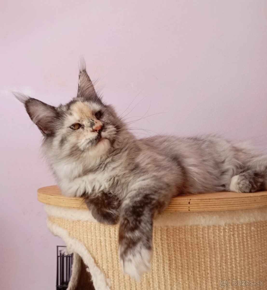 Maine Coon s PP - 7