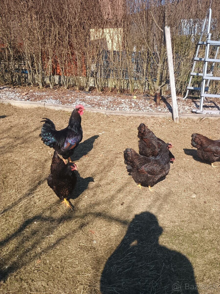 Predám násadove vajíčka. - 7