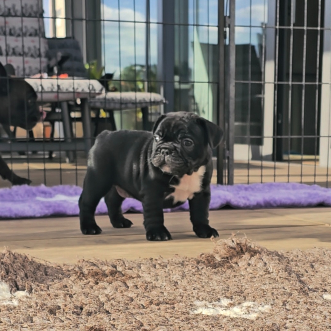 Francúzsky buldoček s PP, FCI - 7