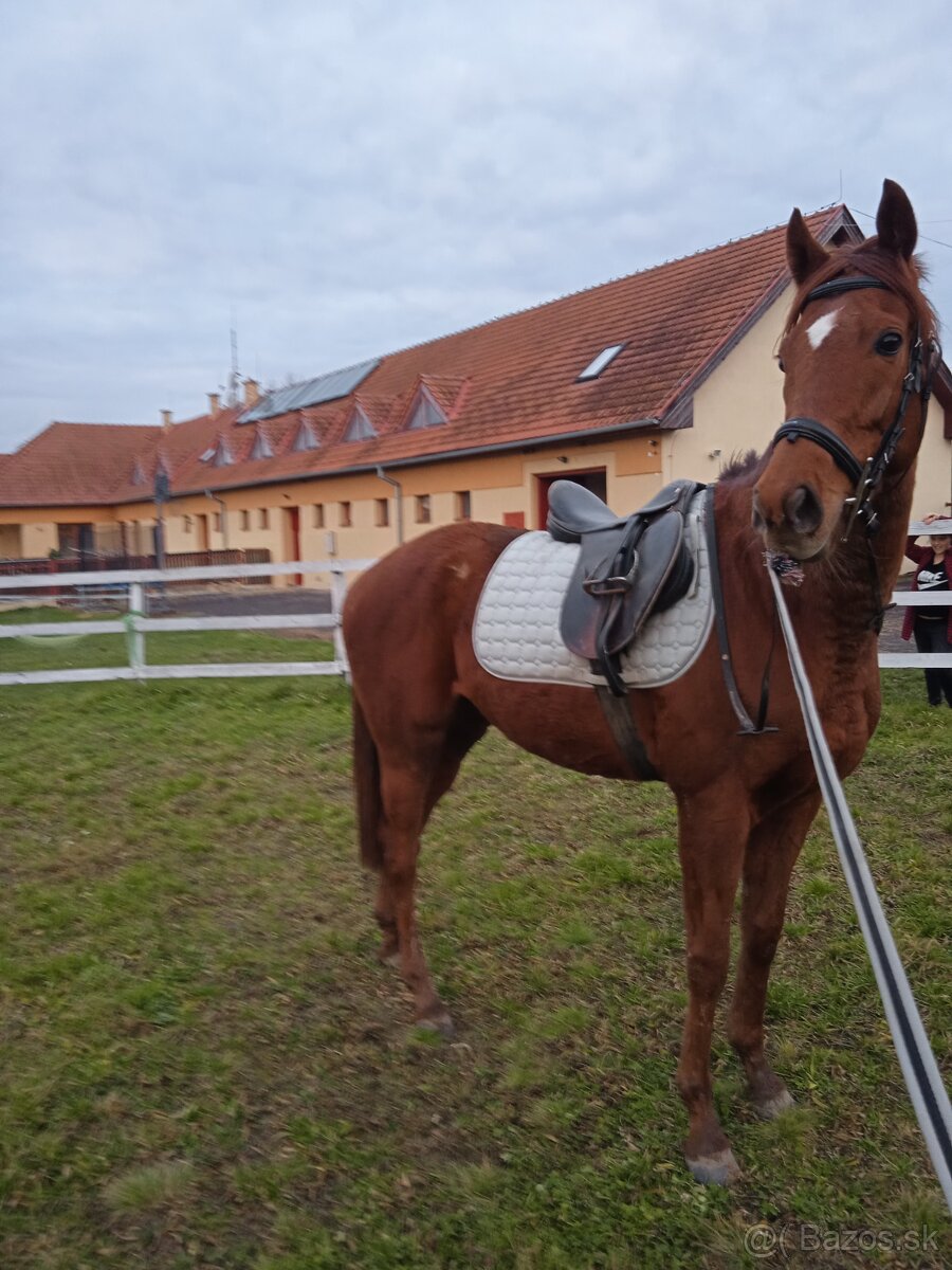 Predám koňa A1/1 - 7