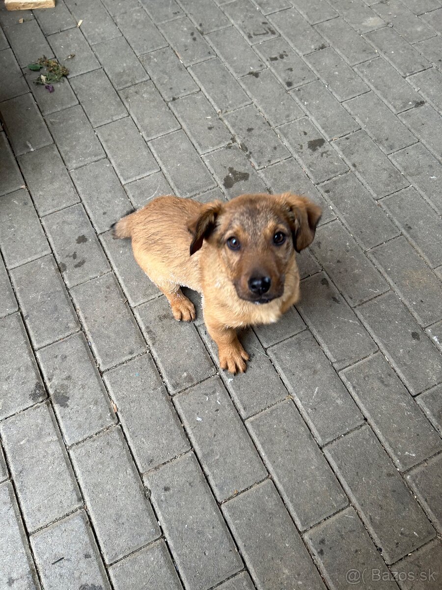 Darujem šteniatko - 7