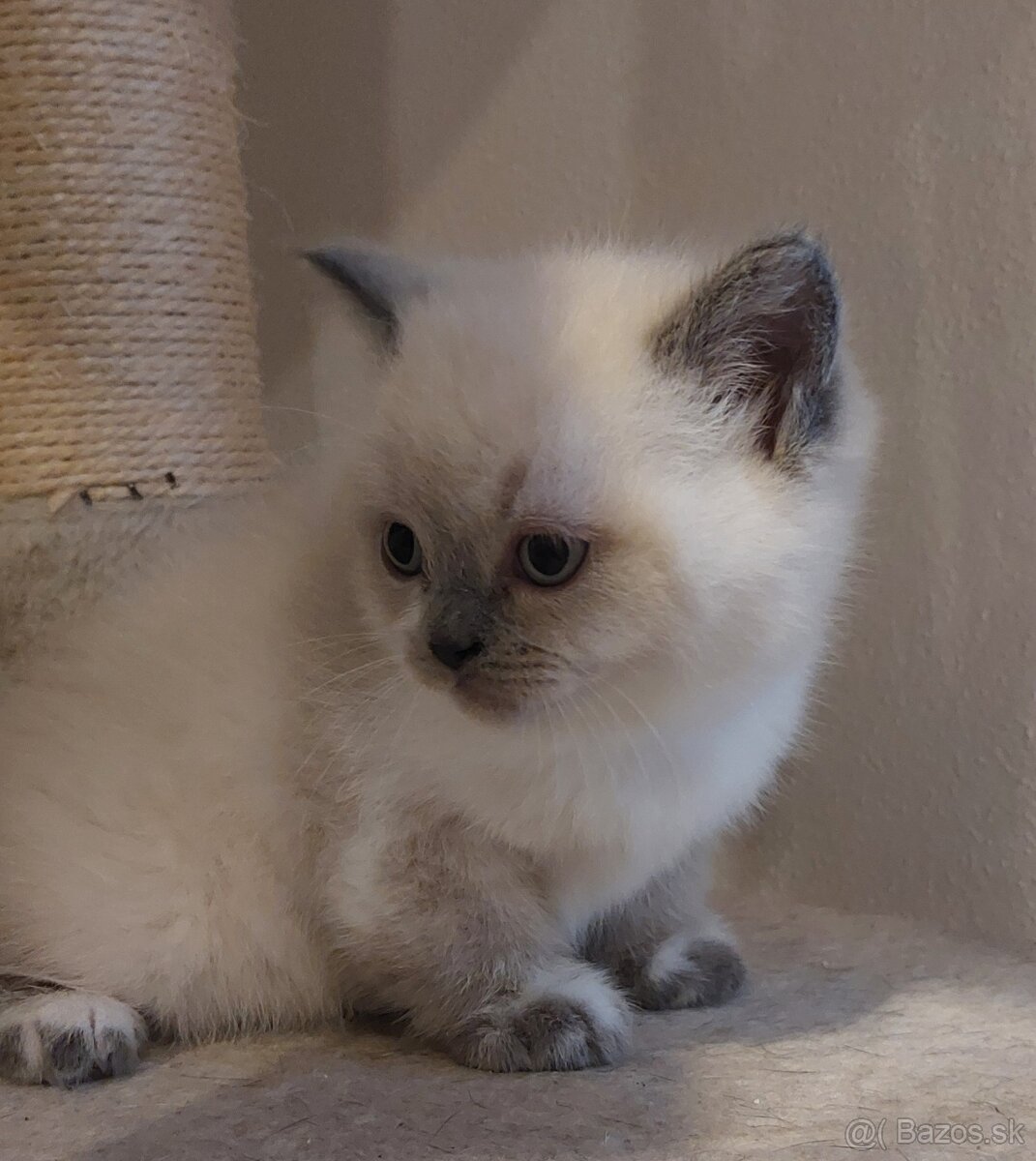 Britské mačiatka - 7