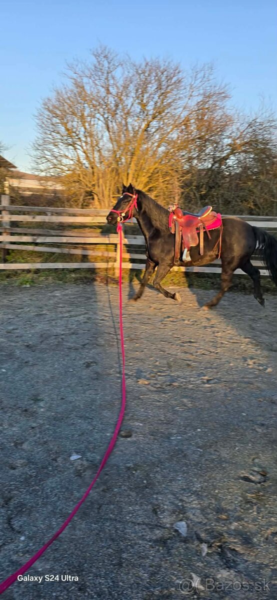 Predam 6r. kobylku - 7