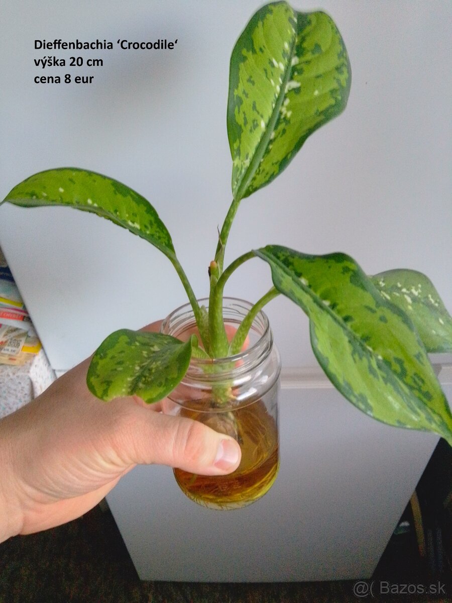 rastliny predaj - 7