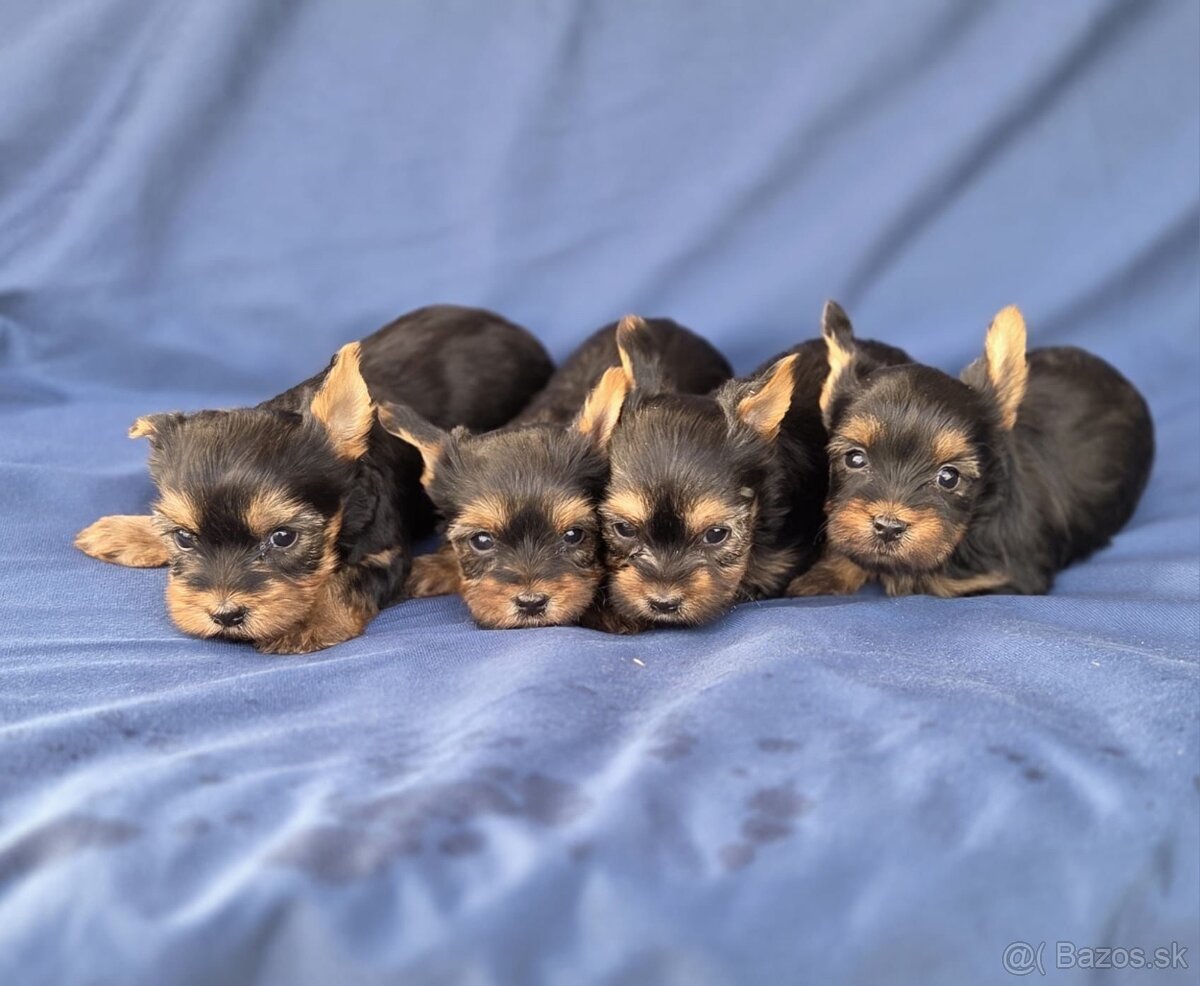 Yorkshirsky terier - 7