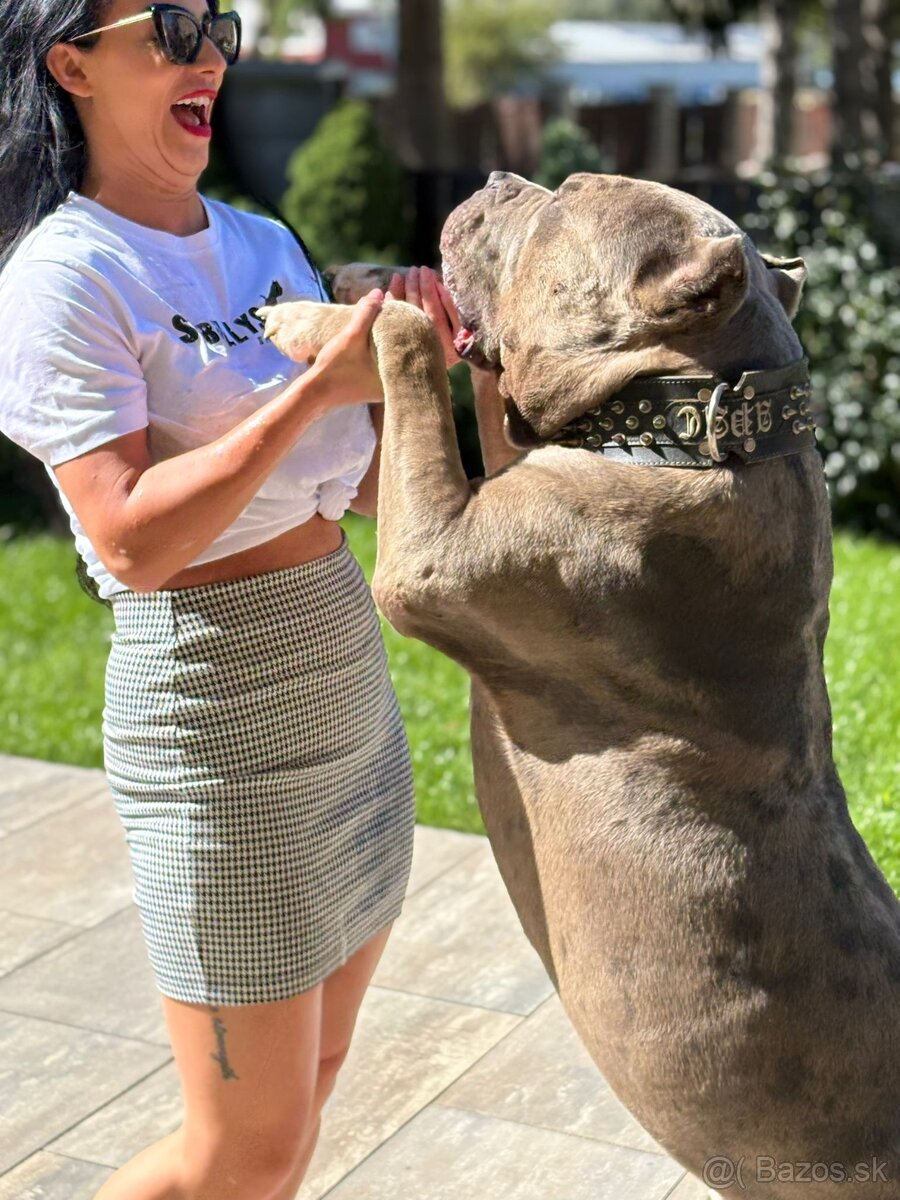 American bully xxl - 7