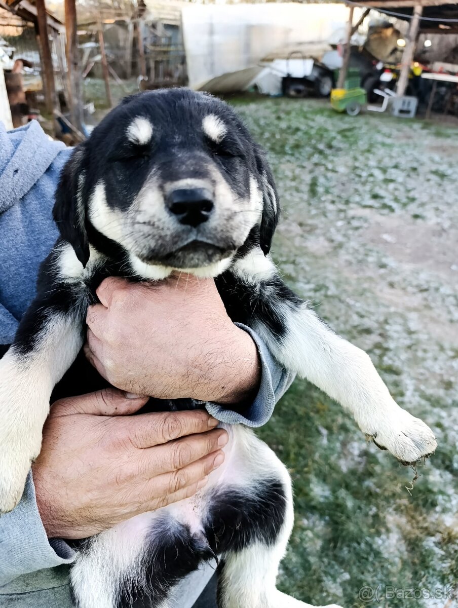 Predám Šteniatka - 7