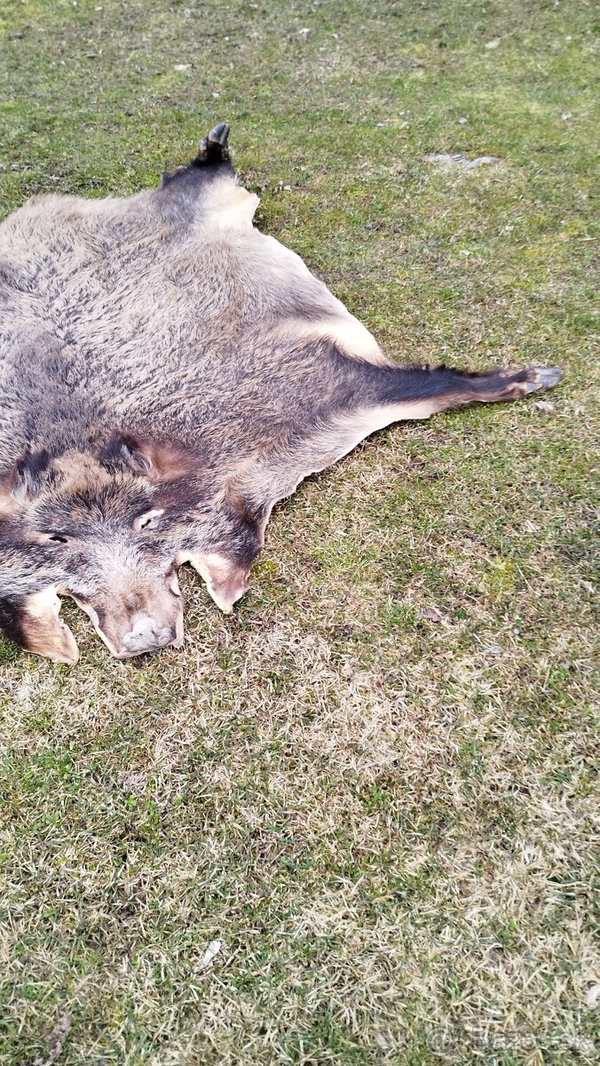 Predám vypracovanu kožu zlatého diviaka parožie zhody trofej - 7