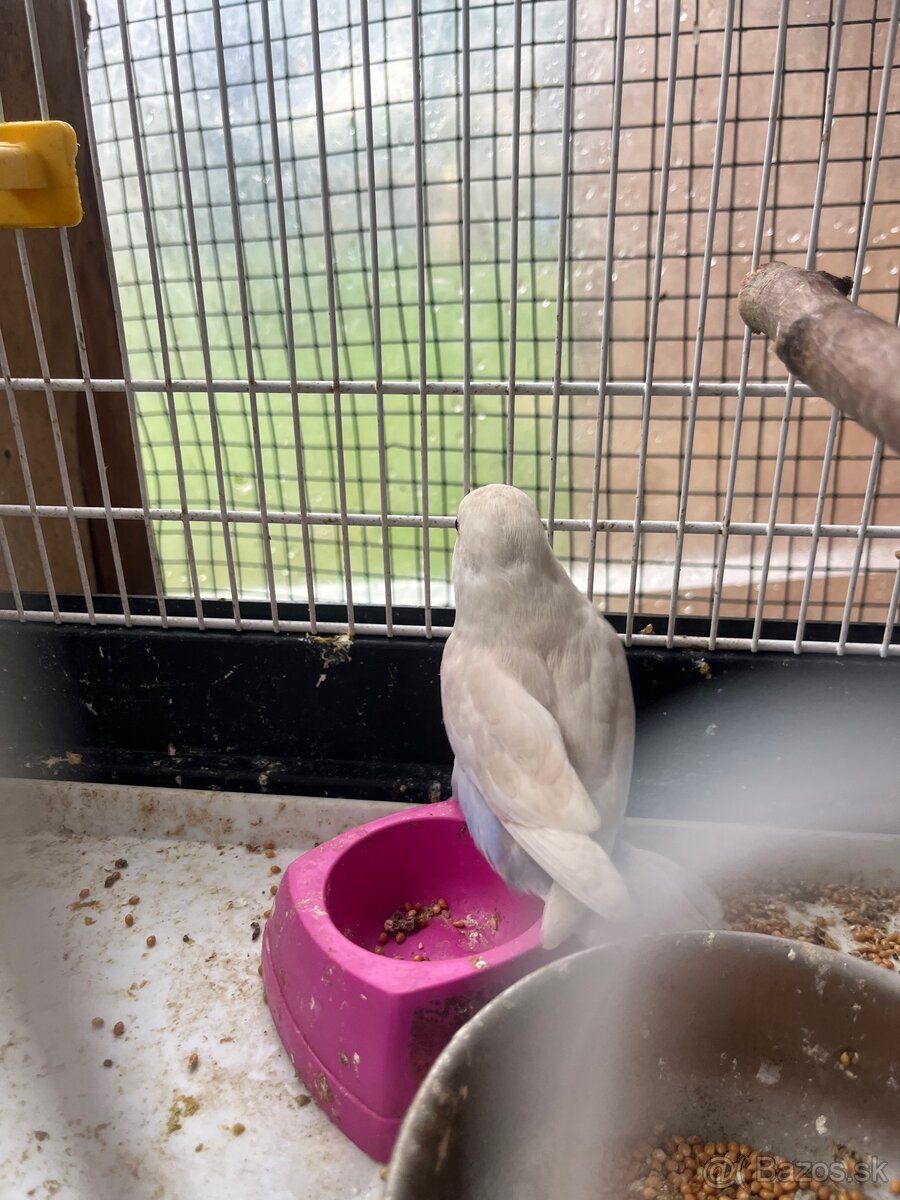 Agapornis fisher - 7