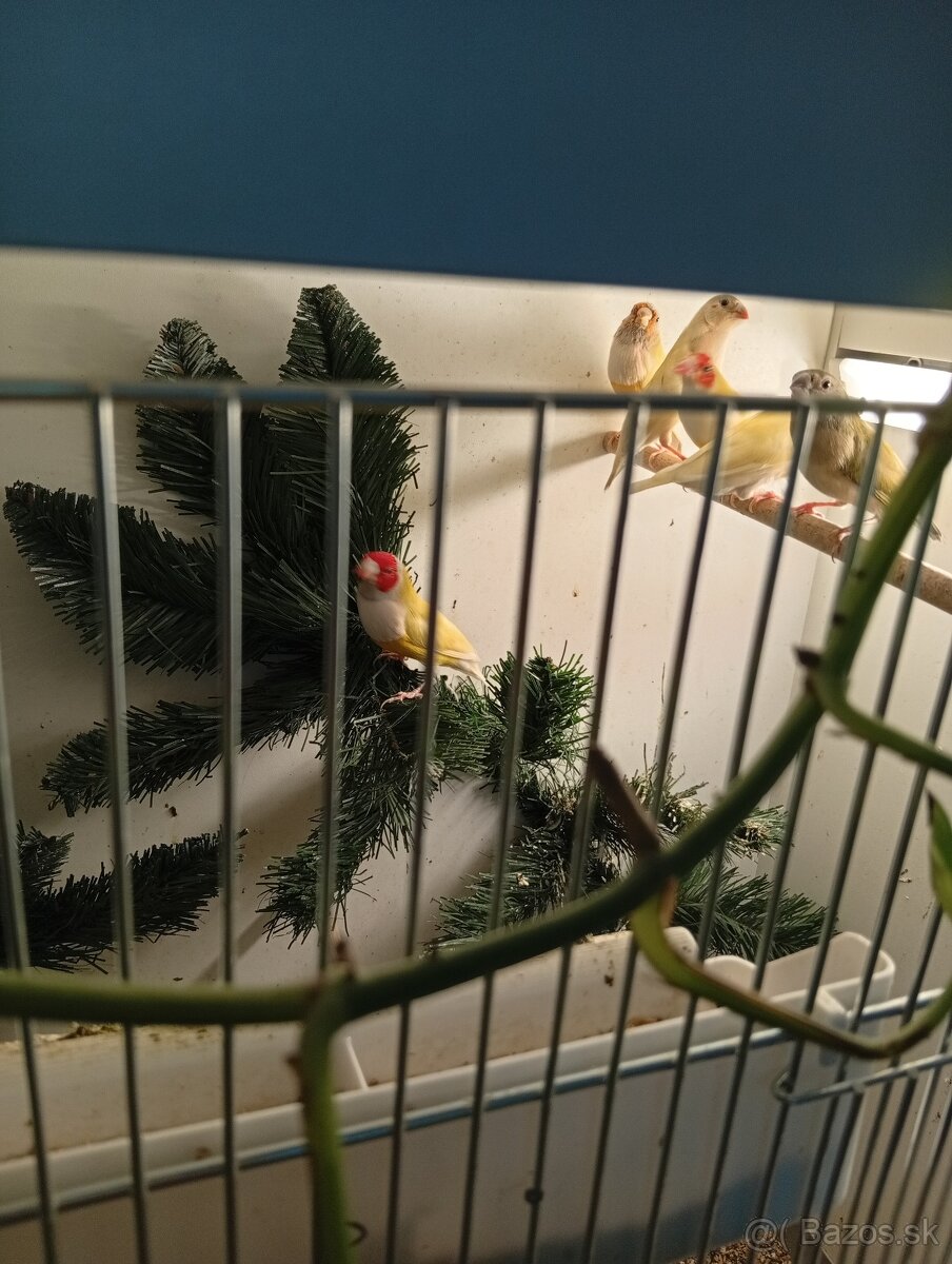 Amadina gouldova, drobotina - 7