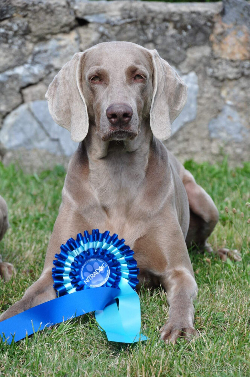 Weimarský krátkosrstý stavač - štěniatka s PP - 7