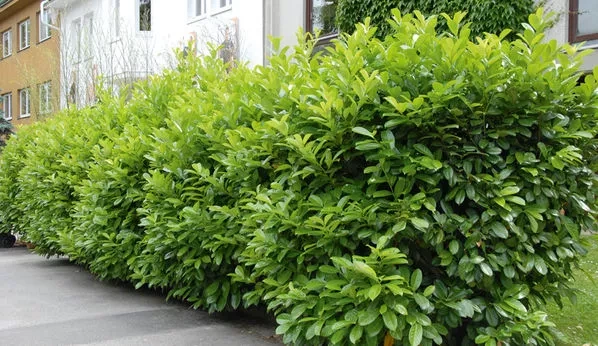 Vavrínovec lekársky Novita (Prunus laurocerasus Novita) - 7