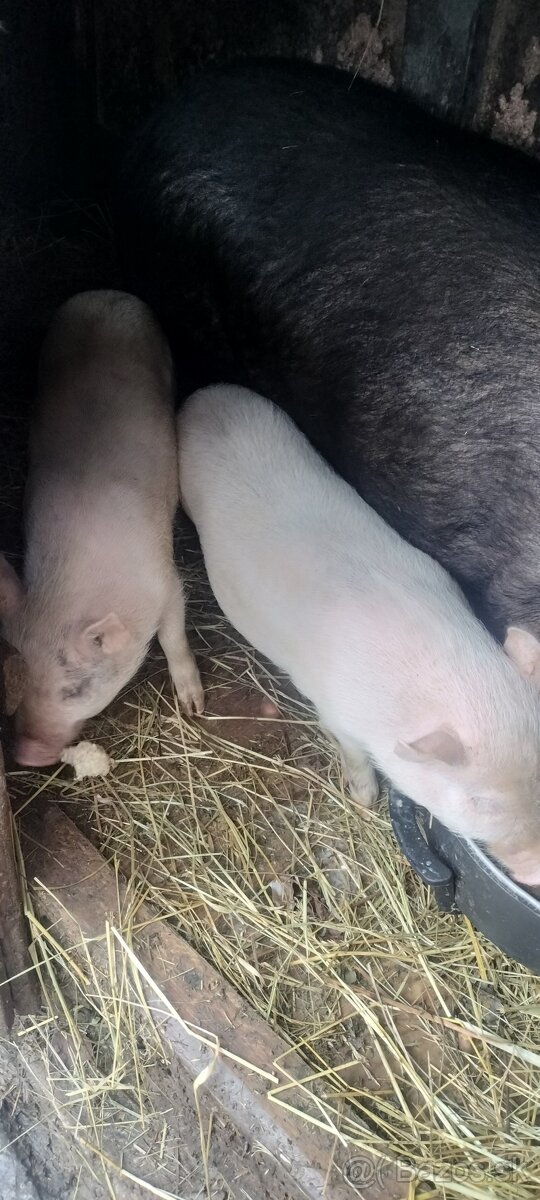 Vietnamske odstavčata - 7