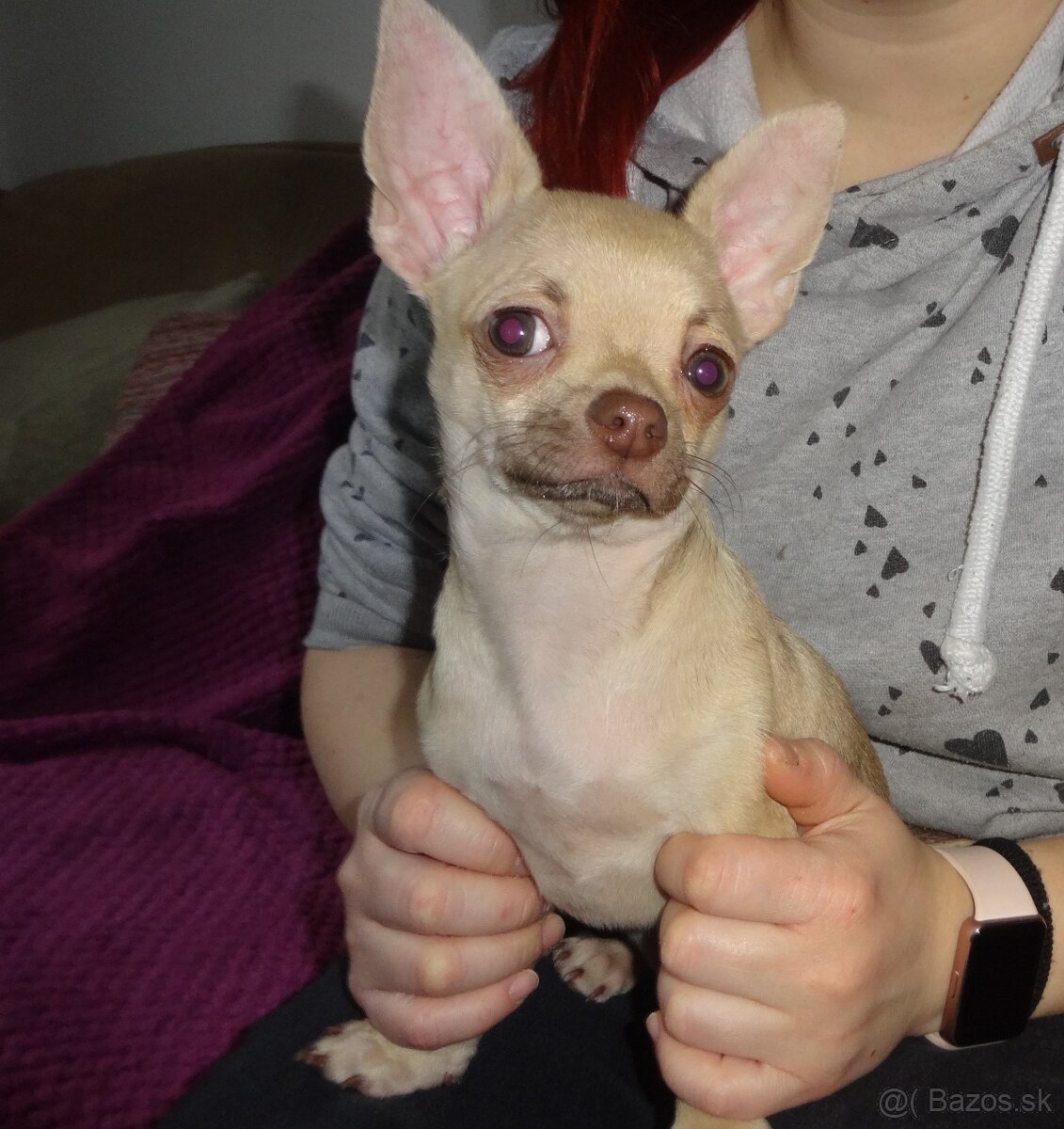 čivava krátkosrstá - 7